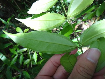 Strychnos cathayensis, photographed by 呂一起(Lyu yi-chi)