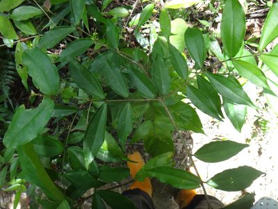 Strychnos cathayensis, photographed by 呂一起(Lyu yi-chi)