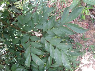 Archidendron lucidum, photographed by 呂一起(Lyu yi-chi)