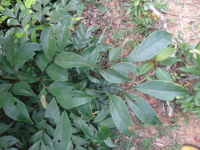 Archidendron lucidum, photographed by 呂一起(Lyu yi-chi)