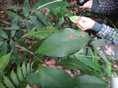 Microtropis japonica, photographed by 呂一起(Lyu yi-chi)