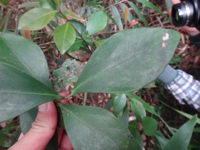 Euonymus tashiroi, photographed by 呂一起(Lyu yi-chi)