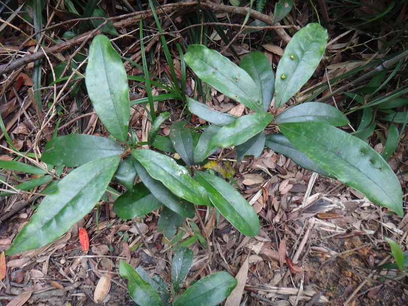 Beilschmiedia tsangii, photographed by 呂一起(Lyu yi-chi)