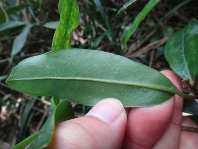 Beilschmiedia tsangii, photographed by 呂一起(Lyu yi-chi)