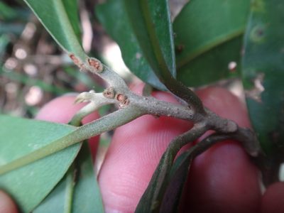 Beilschmiedia tsangii, photographed by 呂一起(Lyu yi-chi)