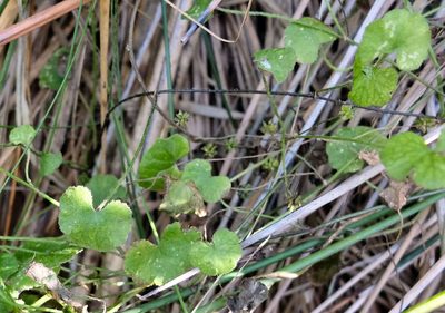 Hydrocotyle robusta, photographed by Alice Shanks