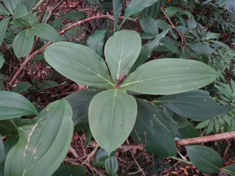 Medinilla formosana, photographed by 呂一起(Lyu yi-chi)
