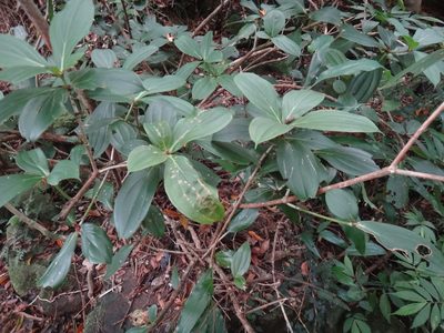 Medinilla formosana, photographed by 呂一起(Lyu yi-chi)