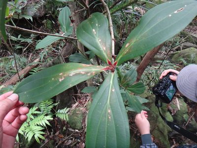 Medinilla formosana, photographed by 呂一起(Lyu yi-chi)