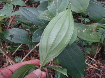 Medinilla formosana, photographed by 呂一起(Lyu yi-chi)