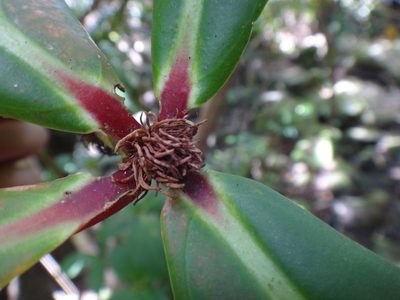 Medinilla formosana, photographed by 呂一起(Lyu yi-chi)