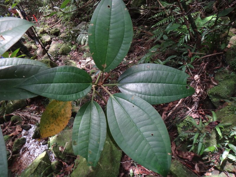 Astronia ferruginea, photographed by 呂一起(Lyu yi-chi)
