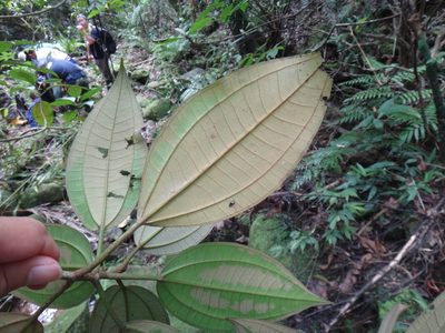 Astronia ferruginea, photographed by 呂一起(Lyu yi-chi)