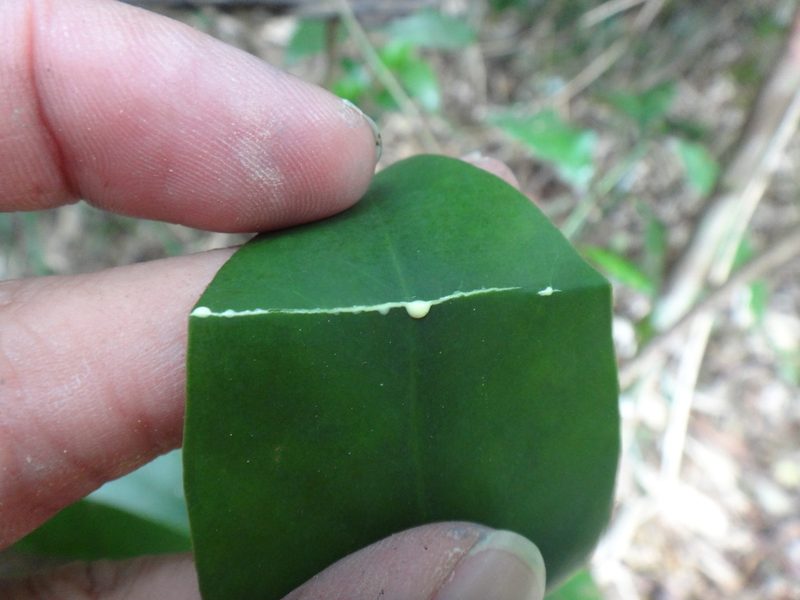 Garcinia multiflora, photographed by 呂一起(Lyu yi-chi)