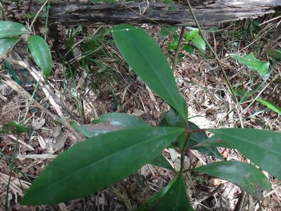 Garcinia multiflora, photographed by 呂一起(Lyu yi-chi)