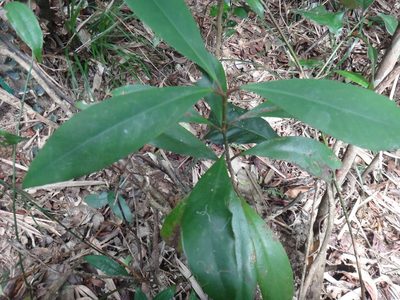 Garcinia multiflora, photographed by 呂一起(Lyu yi-chi)