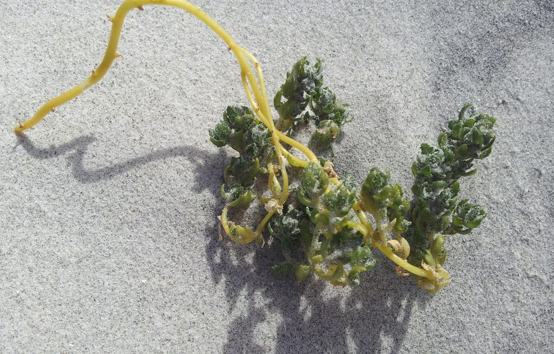 Atriplex hollowayi, photographed by Peter de Lange
