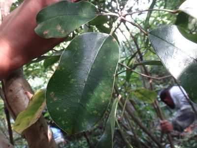 Stauntonia obovatifoliola, photographed by 呂一起(Lyu yi-chi)