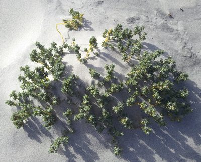 Atriplex hollowayi, photographed by Peter de Lange