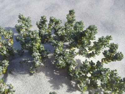 Atriplex hollowayi, photographed by Peter de Lange