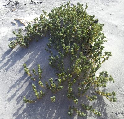 Atriplex hollowayi, photographed by Peter de Lange