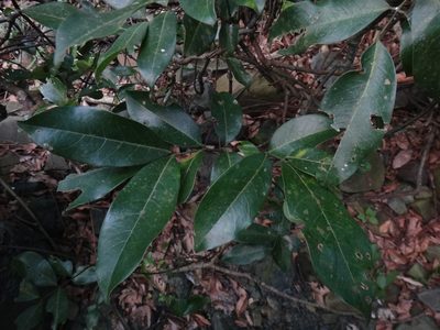 Derris laxiflora, photographed by 呂一起(Lyu yi-chi)