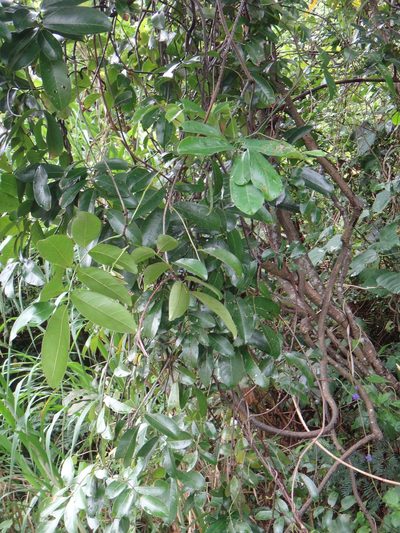 Derris laxiflora, photographed by 呂一起(Lyu yi-chi)