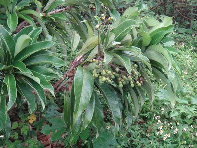 Semecarpus longifolius, photographed by 呂一起(Lyu yi-chi)