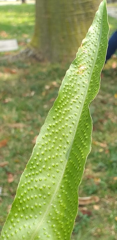 Phlebodium decumanum, photographed by Stephany Rodríguez