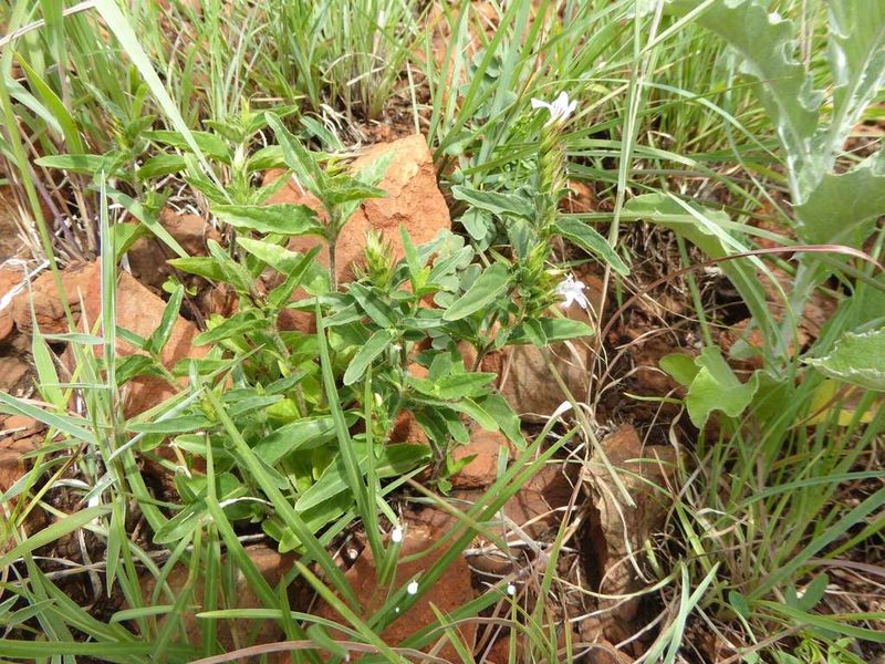 Lepidagathis scabra, photographed by Andrew Hankey