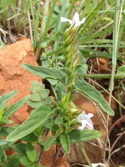 Lepidagathis scabra, photographed by Andrew Hankey