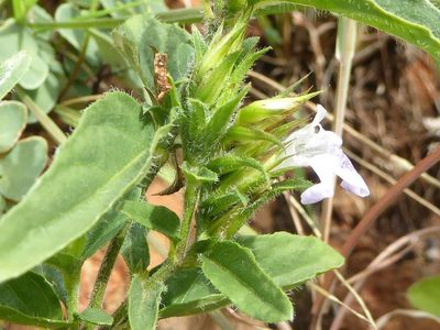 Lepidagathis scabra, photographed by Andrew Hankey