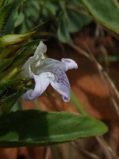 Lepidagathis scabra, photographed by Andrew Hankey