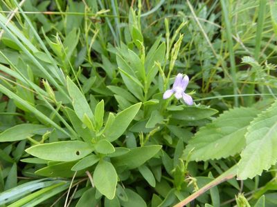 Asystasia subbiflora, photographed by Andrew Hankey