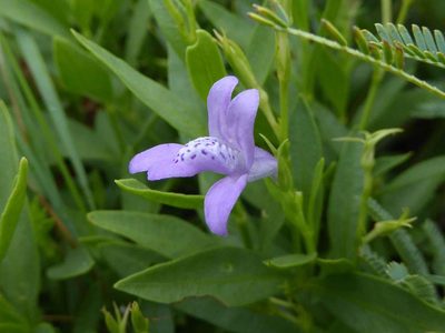 Asystasia subbiflora, photographed by Andrew Hankey