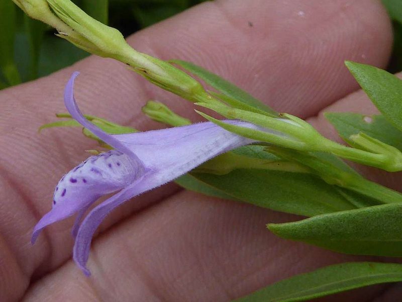 Asystasia subbiflora, photographed by Andrew Hankey