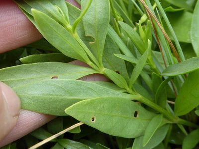 Asystasia subbiflora, photographed by Andrew Hankey