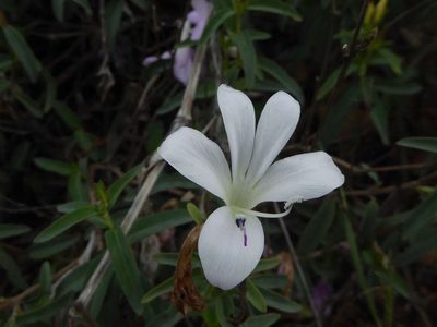 Barleria pretoriensis, photographed by Andrew Hankey