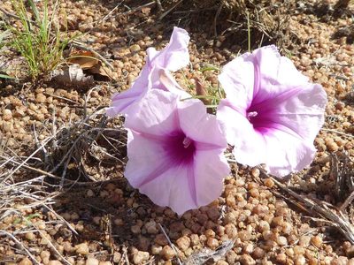 Ipomoea bolusiana, photographed by Andrew Hankey