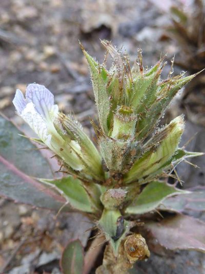 Blepharis subvolubilis, photographed by Andrew Hankey