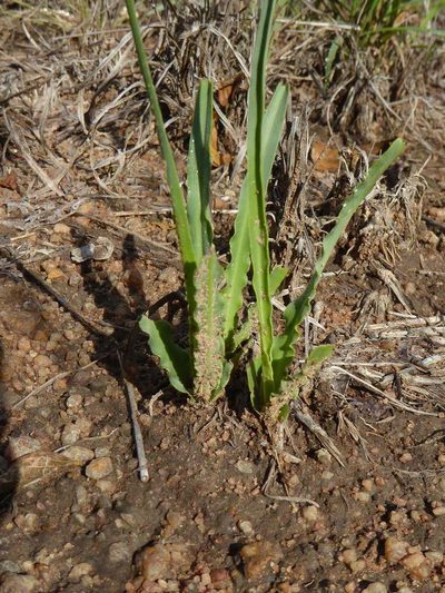 Ledebouria atrobrunnea, photographed by Andrew Hankey