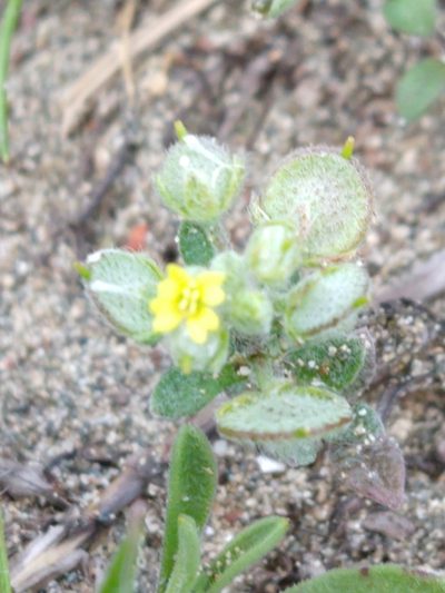 Alyssum strigosum, photographed by Quentin Groom
