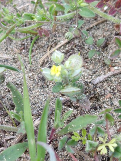 Alyssum strigosum, photographed by Quentin Groom