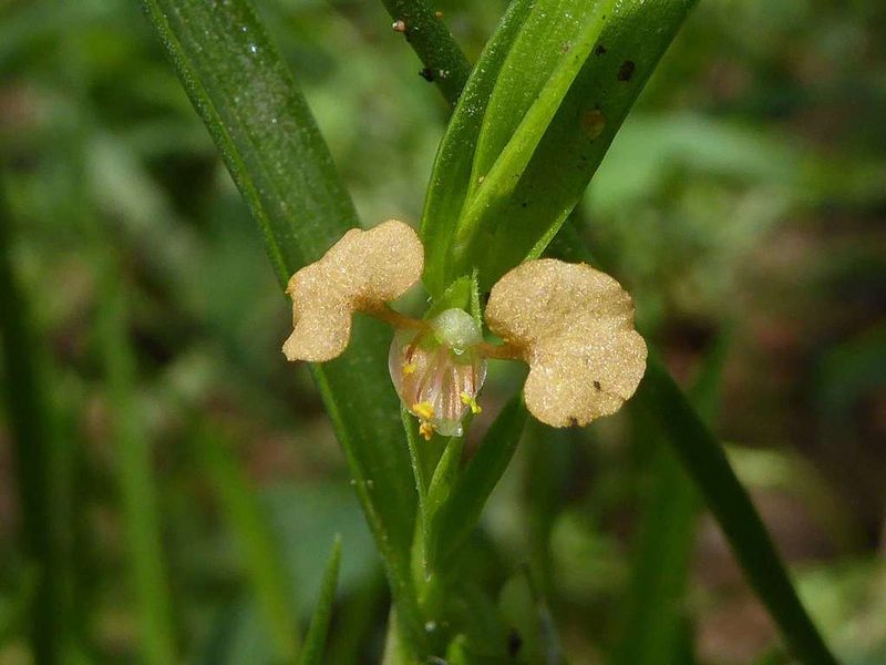 Commelina subulata, photographed by Andrew Hankey