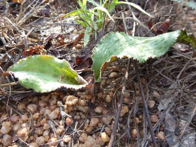 Drimiopsis burkei, photographed by Andrew Hankey