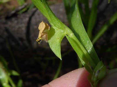 Commelina subulata, photographed by Andrew Hankey