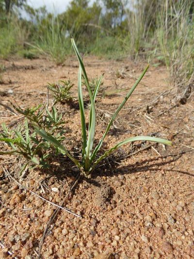 Ledebouria atrobrunnea, photographed by Andrew Hankey