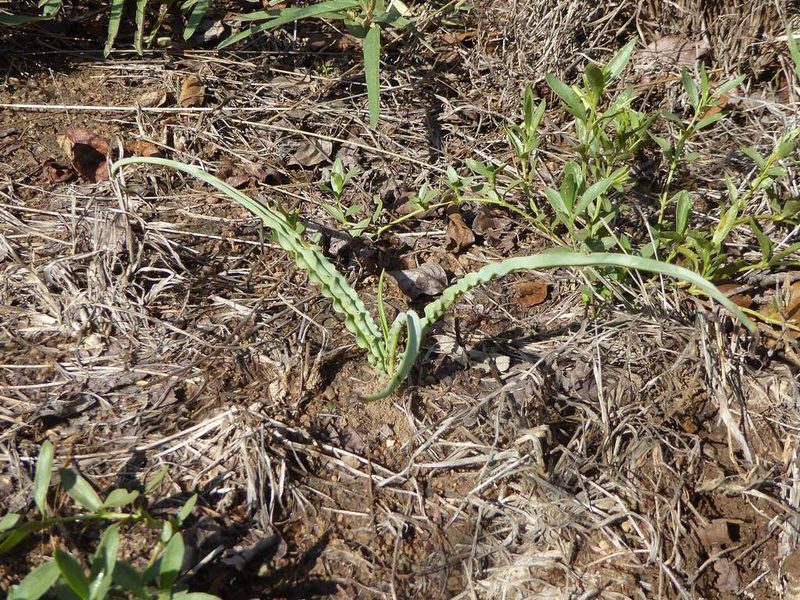 Ledebouria atrobrunnea, photographed by Andrew Hankey