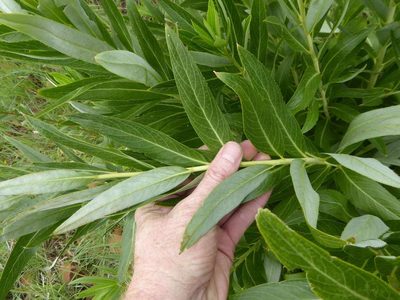Berkheya coddii, photographed by Andrew Hankey