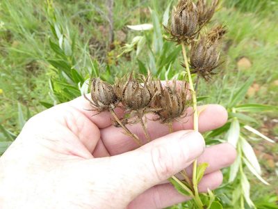 Berkheya coddii, photographed by Andrew Hankey
